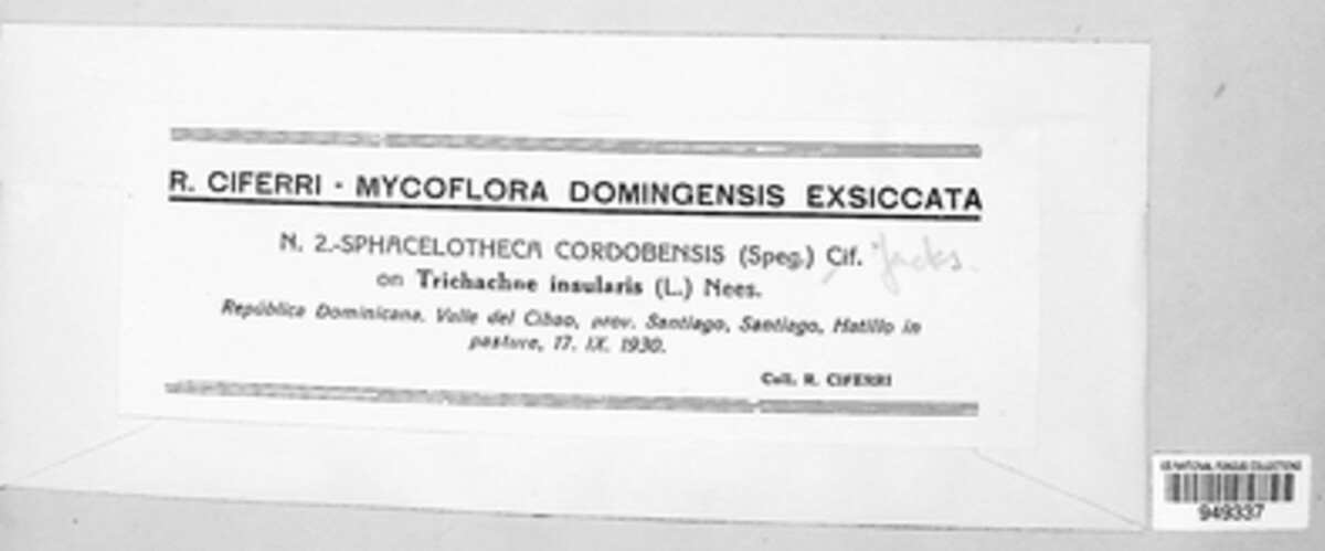 Sporisorium cordobense image
